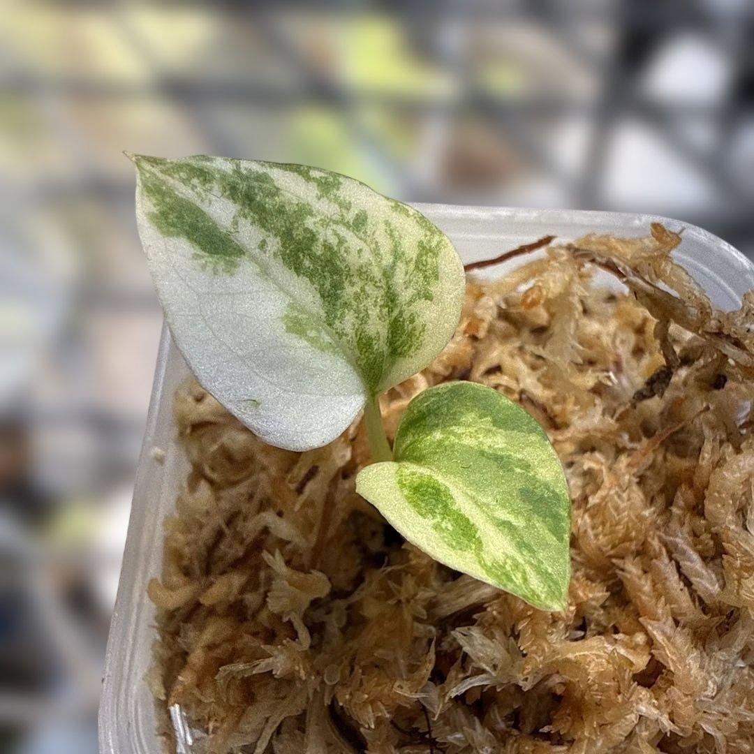 希少 アンスリウム 斑入りハイブリッド