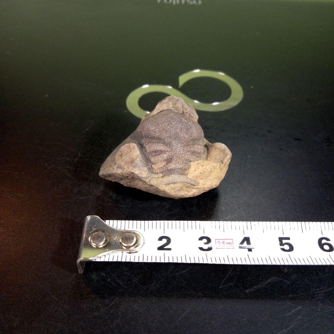 三葉虫　化石　fossil　ボリビア産　trilobite　ボリビア三葉虫郡⑨