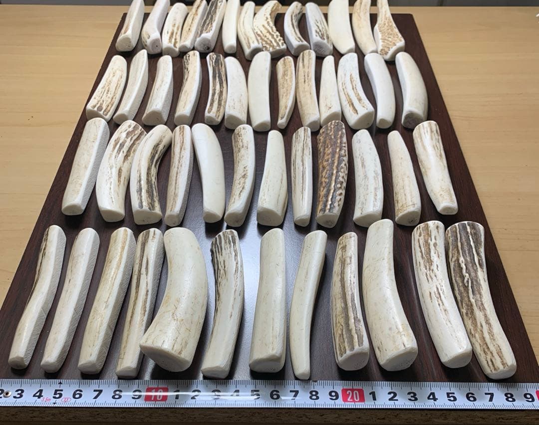 No.2189『鹿角4つ割り50本セット』鹿の角　エゾ鹿　鹿角　蝦夷鹿