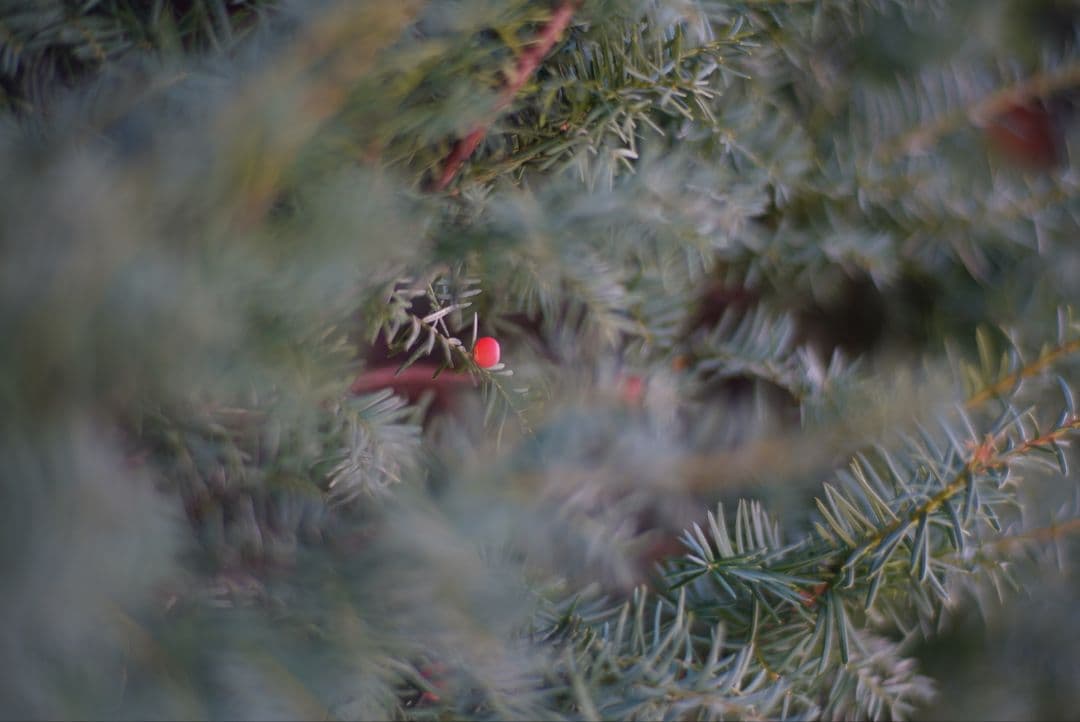 071_Carl Zeiss Planar 85/1.4 Y/Cマウント