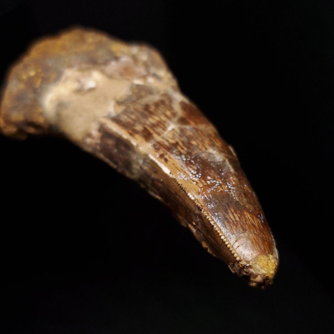 貴重 アフロベナトル 歯 化石 本物 ニジェール産 96.66mm fr93