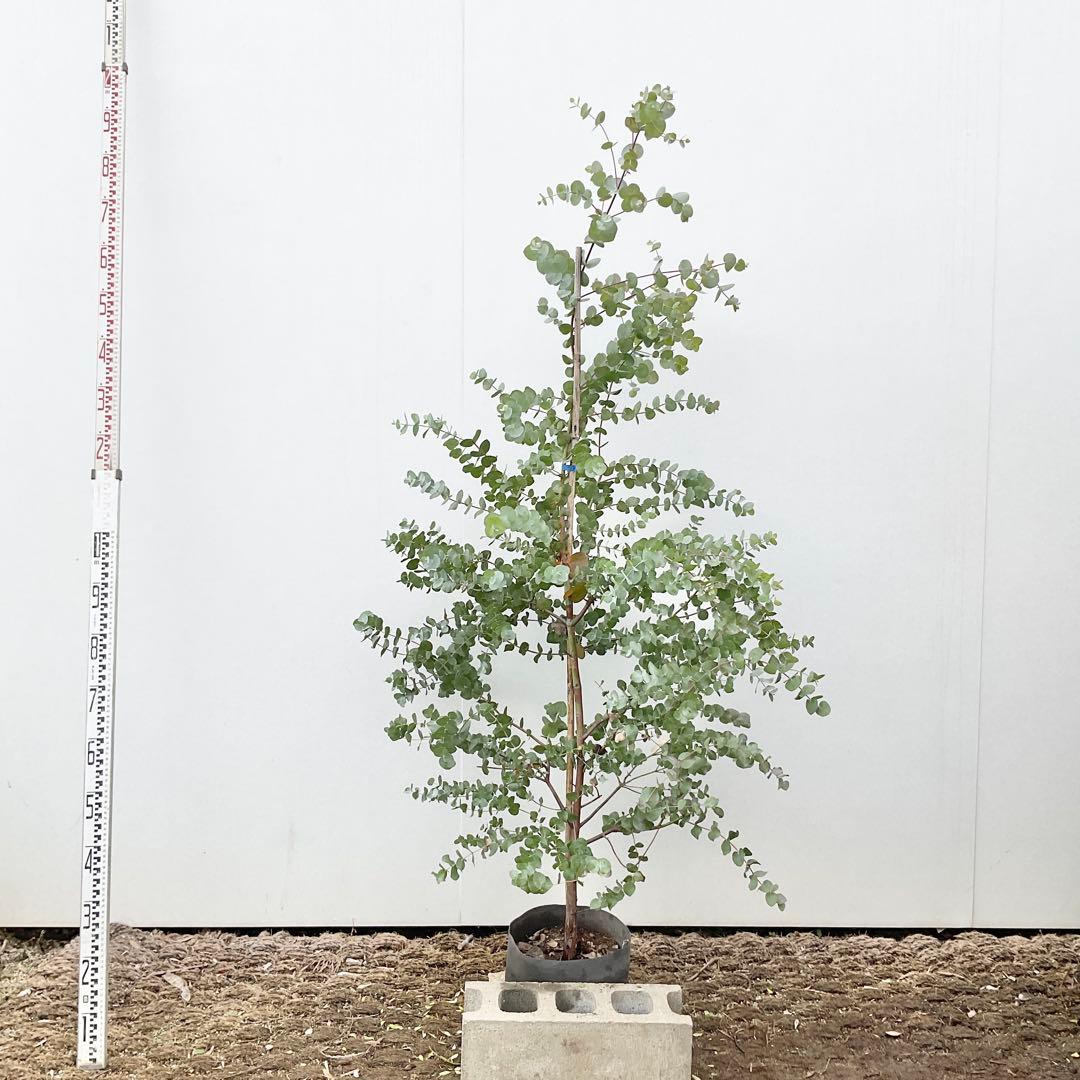 おかこさん専用　ユーカリ　シネレア/ 811