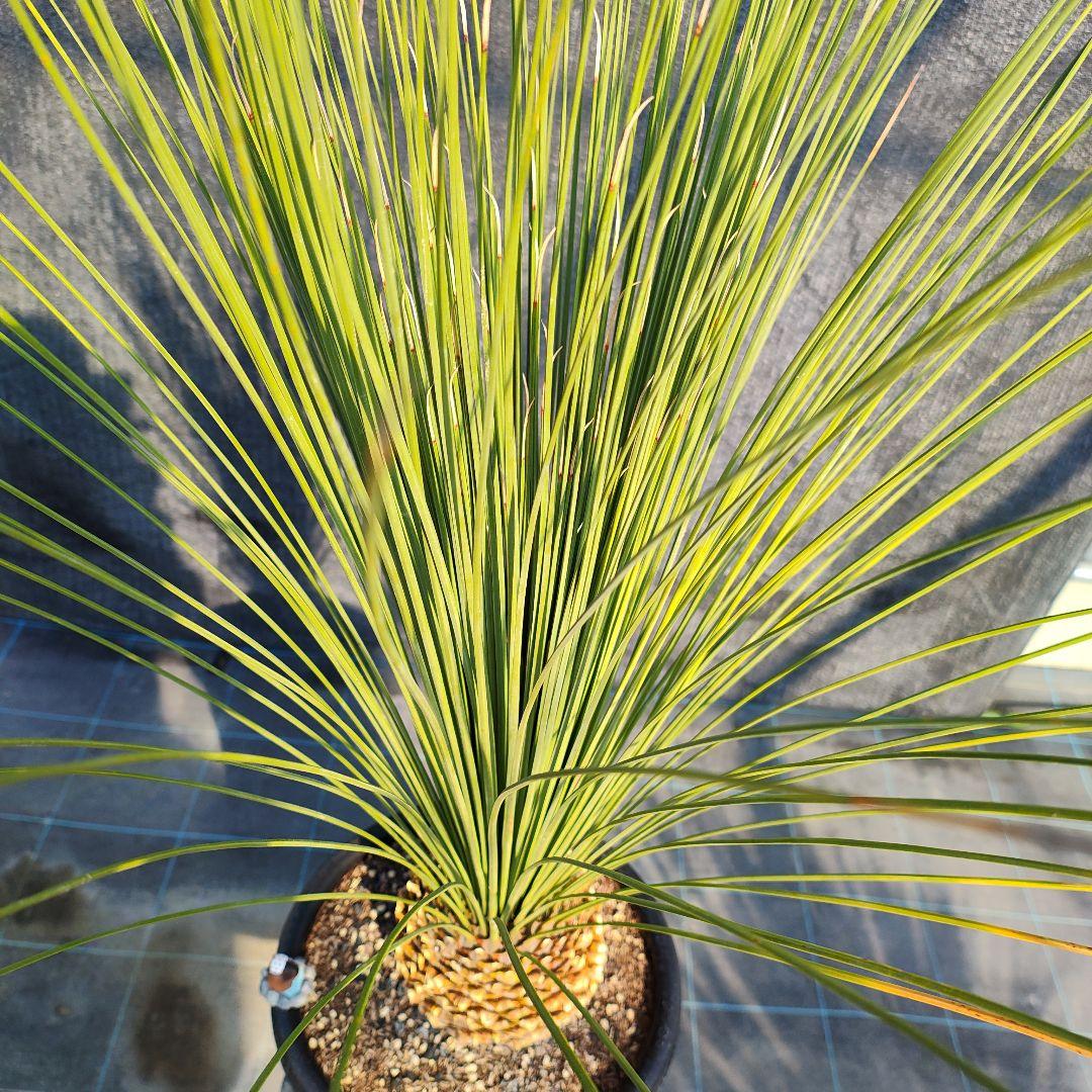 ダシリリオン ロンギシマム