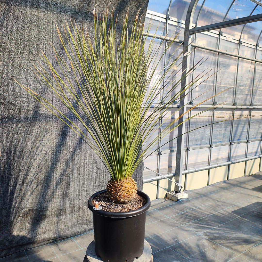 ダシリリオン ロンギシマム