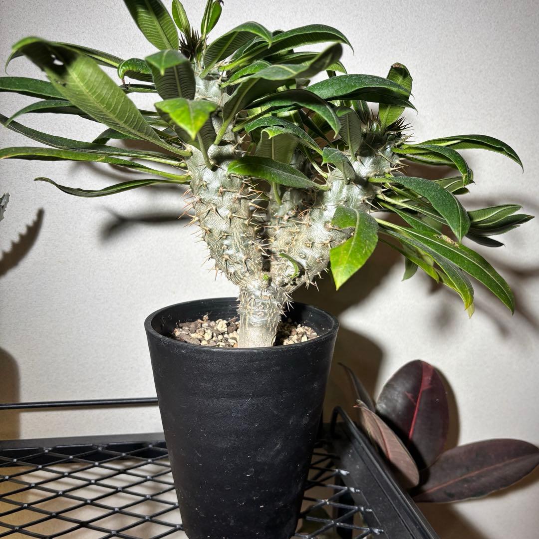 【トリプルヘッド】パキポディウム ラメリー レア 多頭