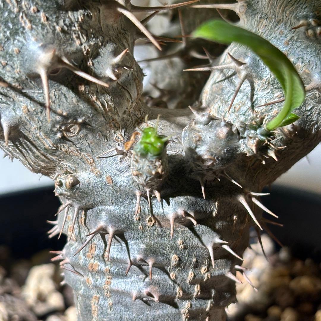 【トリプルヘッド】パキポディウム ラメリー レア 多頭