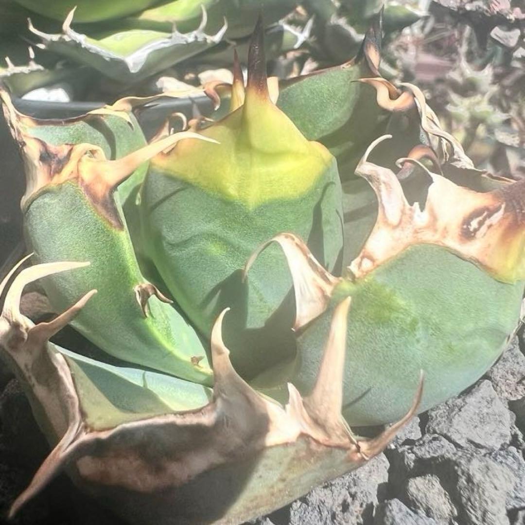 アガベ　オテロイ実生　子株