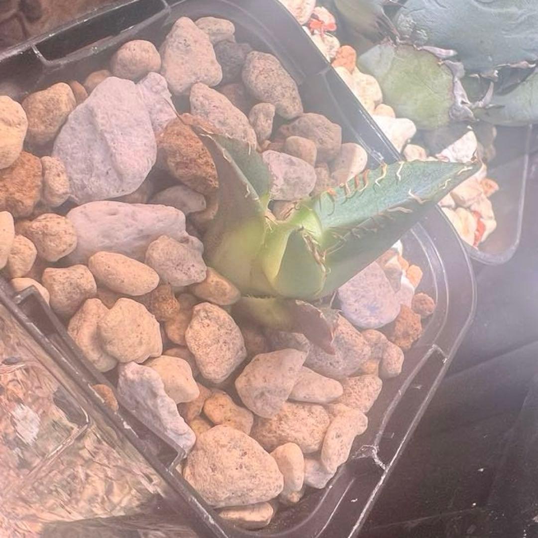 アガベ　オテロイ実生　子株