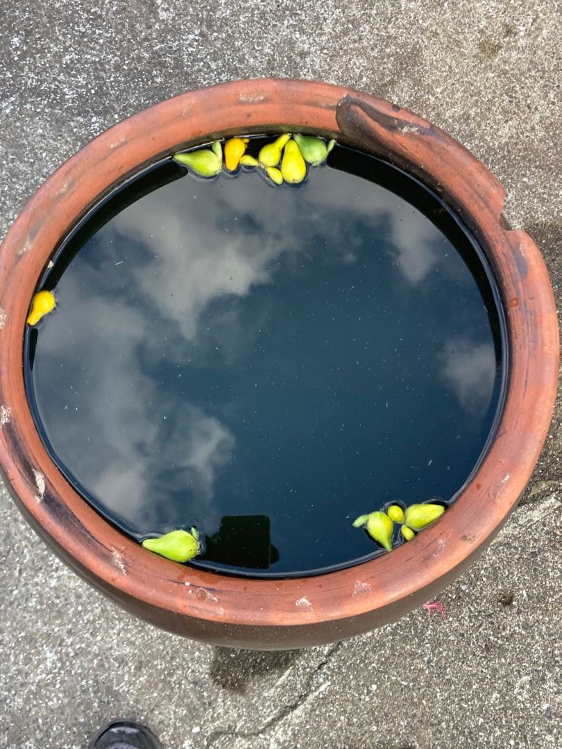 存在感抜群！時代物 陶器の大型甕 古い壺 。茶褐色。和モダン 60センチ