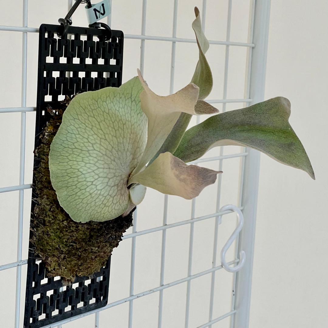 OC株 veitchii cv.pedro Tatsuta ビカクシダ31ペドロ