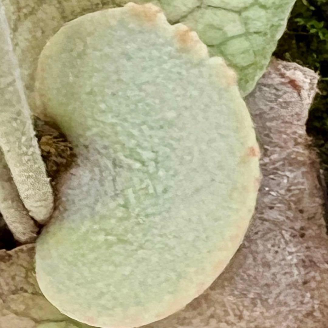 OC株 veitchii cv.pedro Tatsuta ビカクシダ31ペドロ