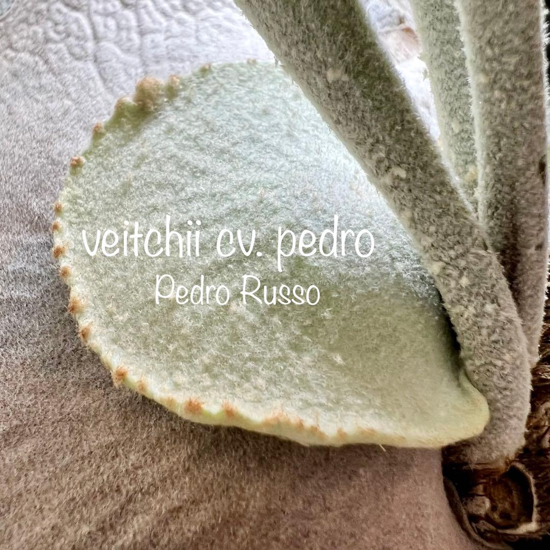 OC株 veitchii cv.pedro Tatsuta ビカクシダ31ペドロ