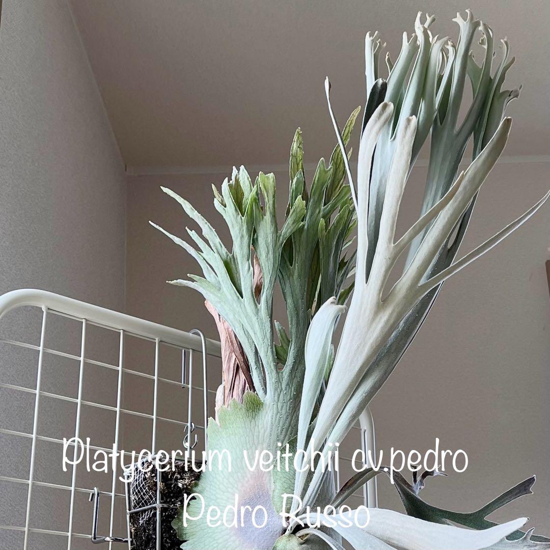 OC株 veitchii cv.pedro Tatsuta ビカクシダ31ペドロ