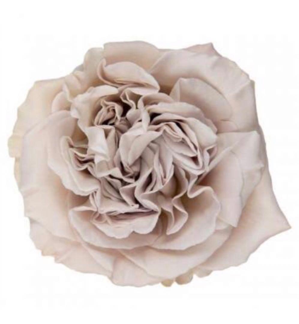 ろんしゃんさま専用　おまとめ３点バラ苗　切り花品種