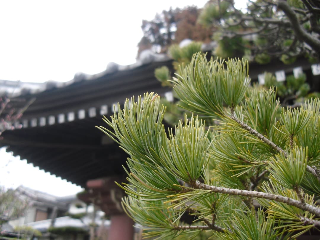 実写美⭕️良品【動作確認済み】CASIO EXILIM EX-Z35 シルバー