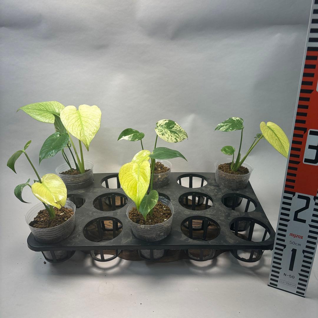 た*ん様 5株セットms42【特別選抜】ホワイトモンスター／天津蘭 モンステラ斑