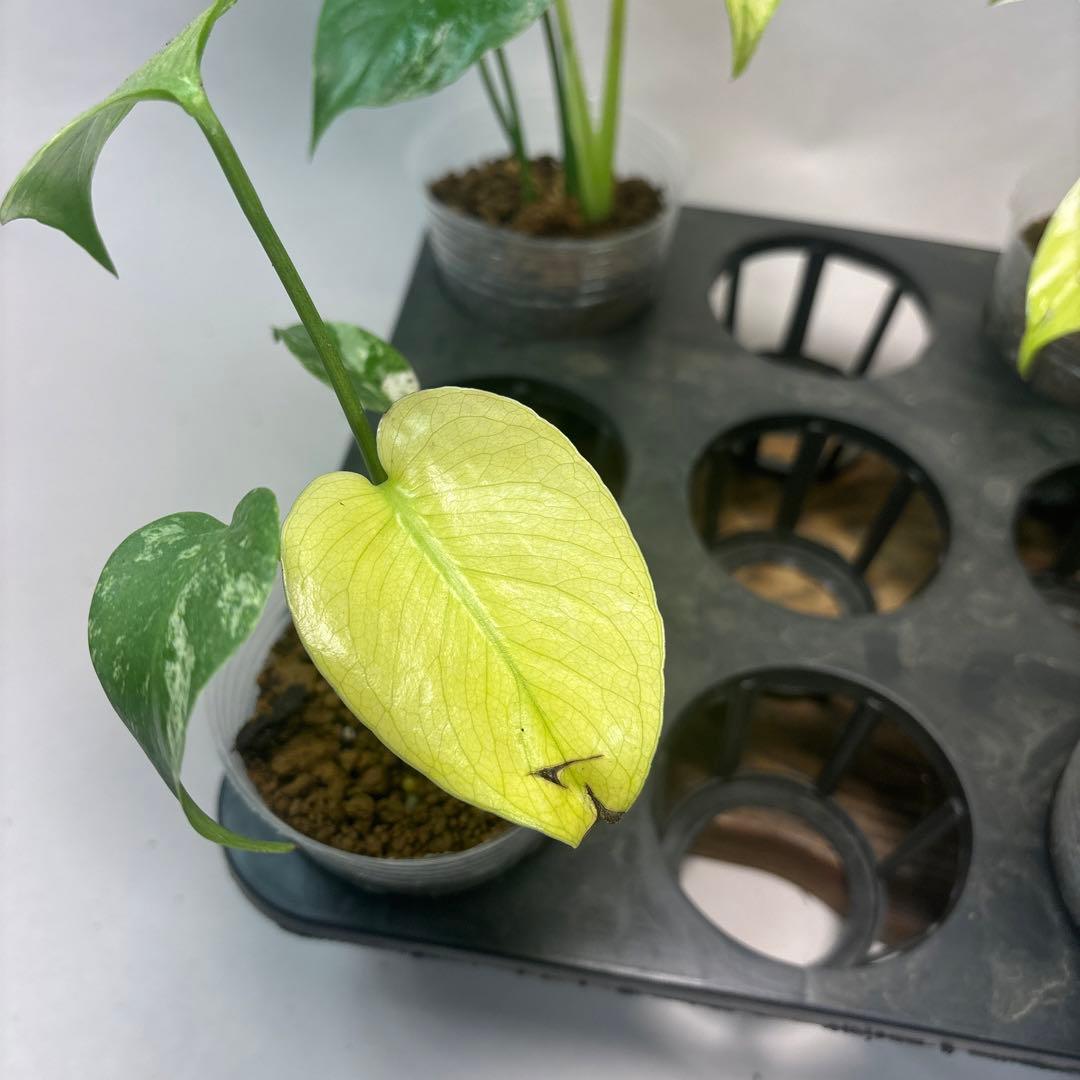 た*ん様 5株セットms42【特別選抜】ホワイトモンスター／天津蘭 モンステラ斑