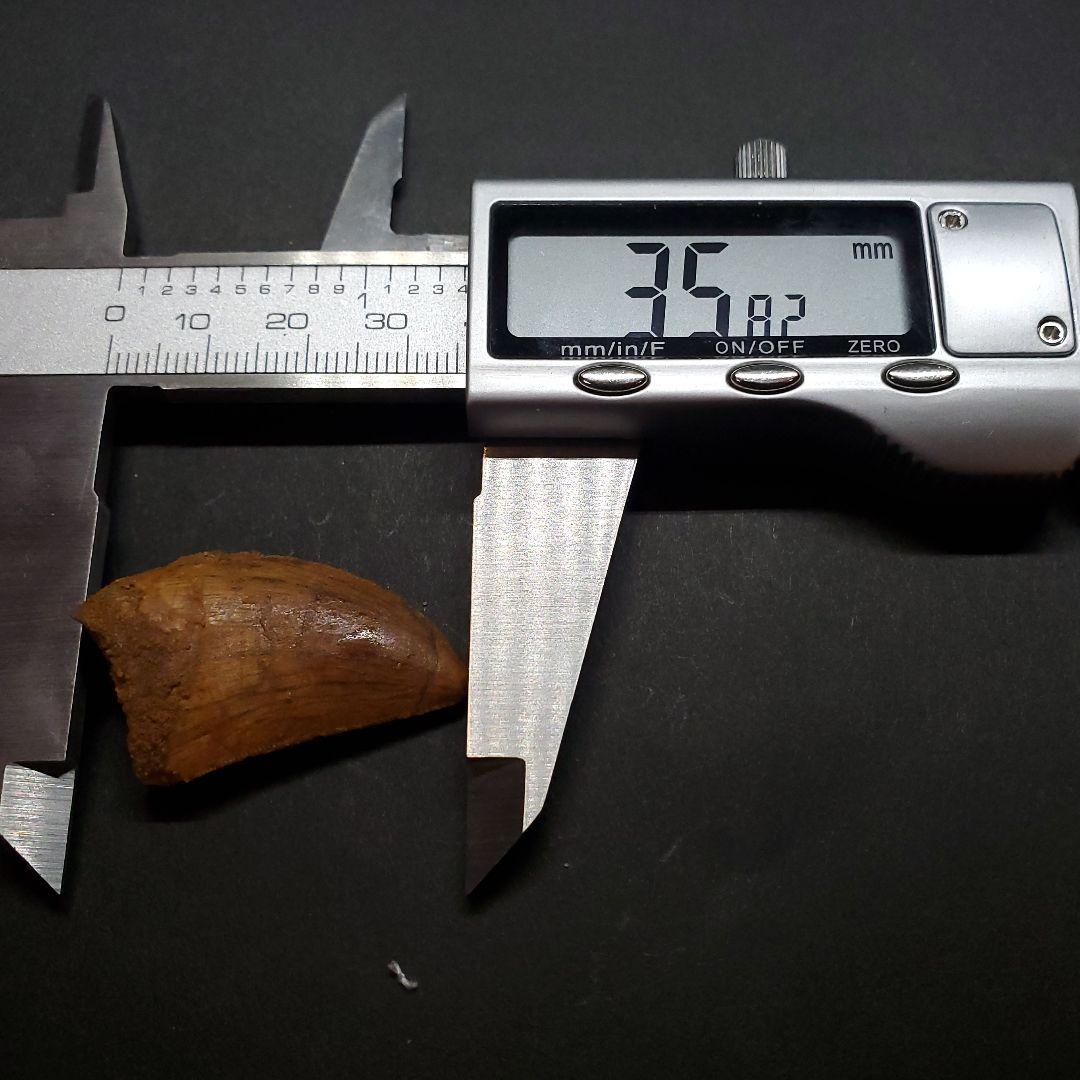 極上 カルカロドントサウルス 歯 化石 本物  35.81mm  fca2