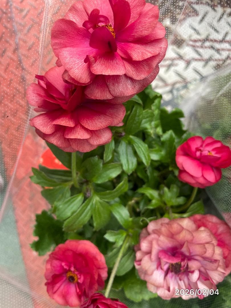 2/4　入荷商品　　　ラナンキュラス　ラックス　6種類　5号　化粧鉢