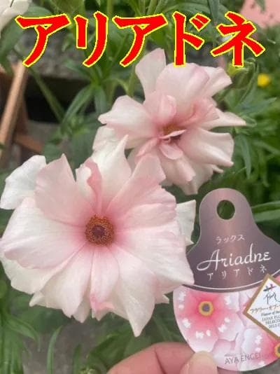 2/4　入荷商品　　　ラナンキュラス　ラックス　6種類　5号　化粧鉢