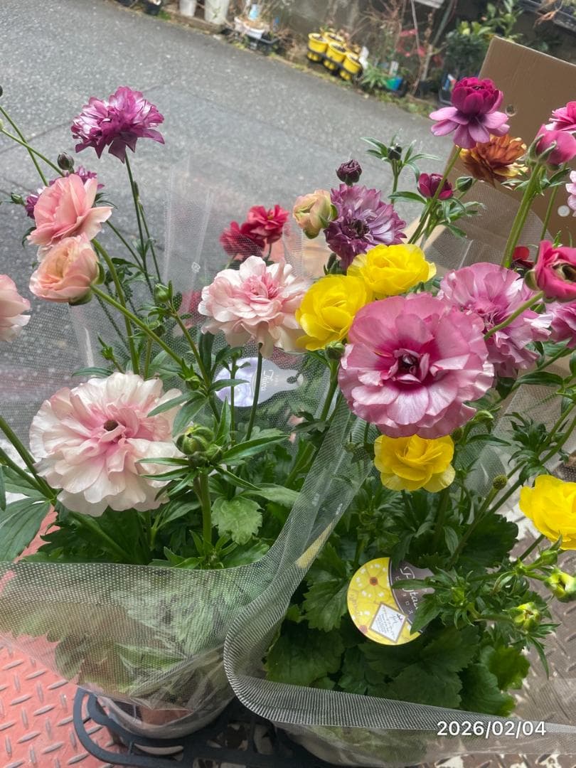 2/4　入荷商品　　　ラナンキュラス　ラックス　6種類　5号　化粧鉢