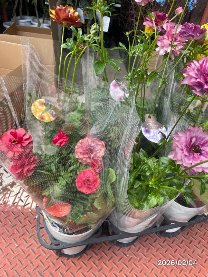 2/4　入荷商品　　　ラナンキュラス　ラックス　6種類　5号　化粧鉢