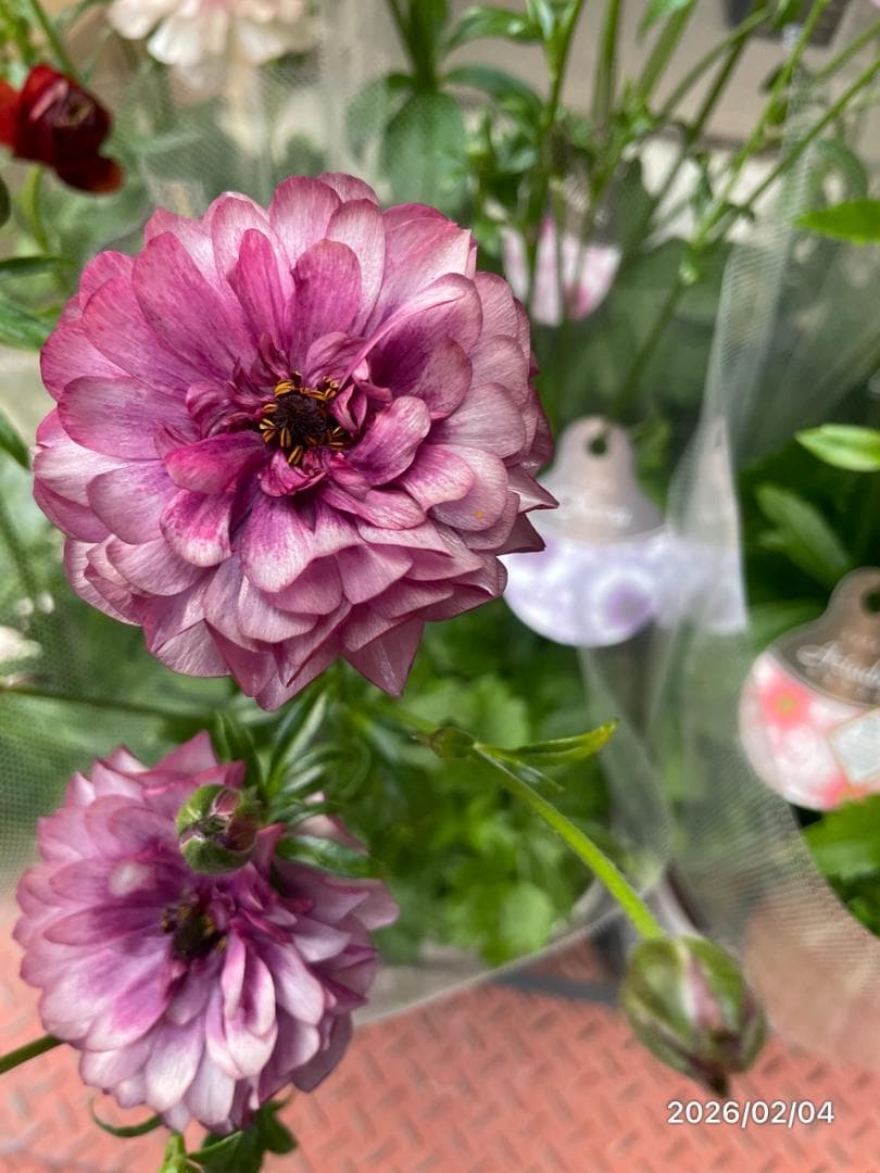 2/4　入荷商品　　　ラナンキュラス　ラックス　6種類　5号　化粧鉢