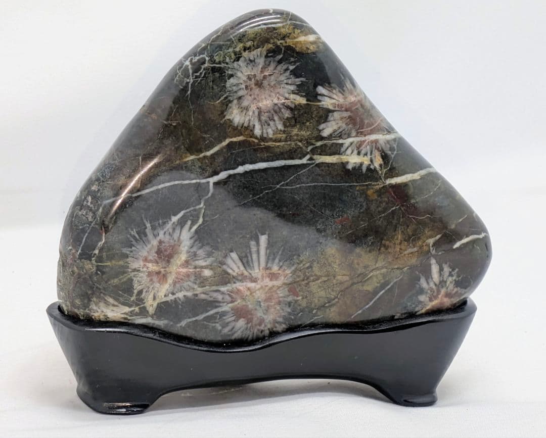 h*o様 菊花石　糸菊の紅白花　孔雀系母岩　山形　根尾 鑑賞石 水石 自然石　木