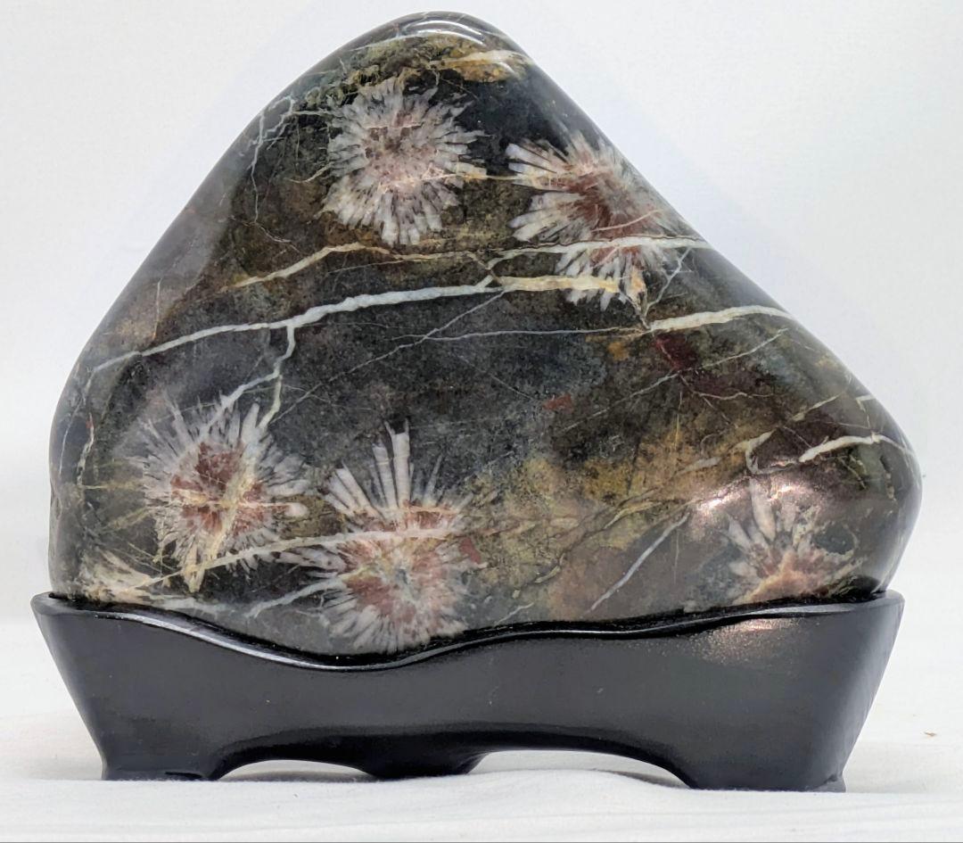 h*o様 菊花石　糸菊の紅白花　孔雀系母岩　山形　根尾 鑑賞石 水石 自然石　木