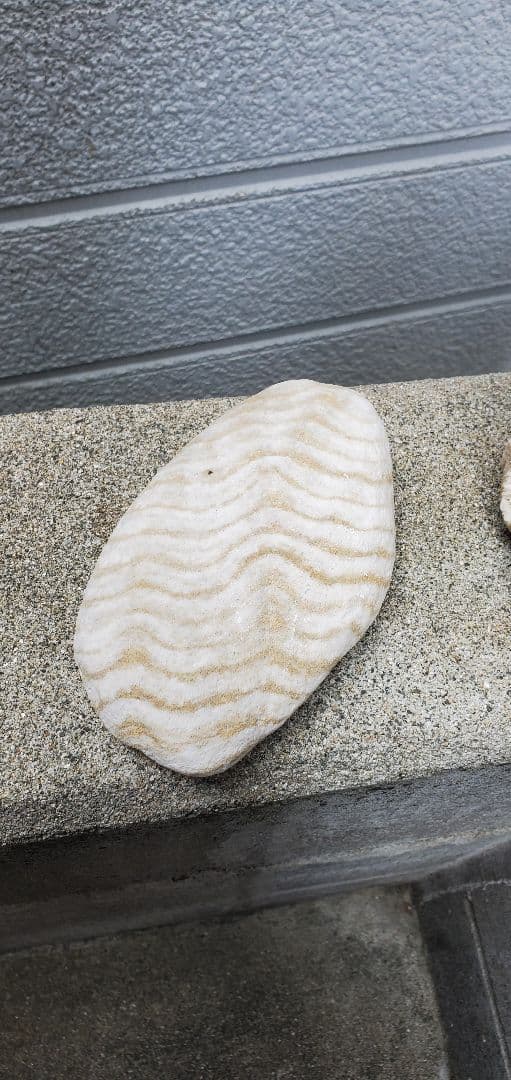 奄美群島産珊瑚 菊目石 天然珊瑚セット 海の宝石 ／貴重 インテリア オブジェ