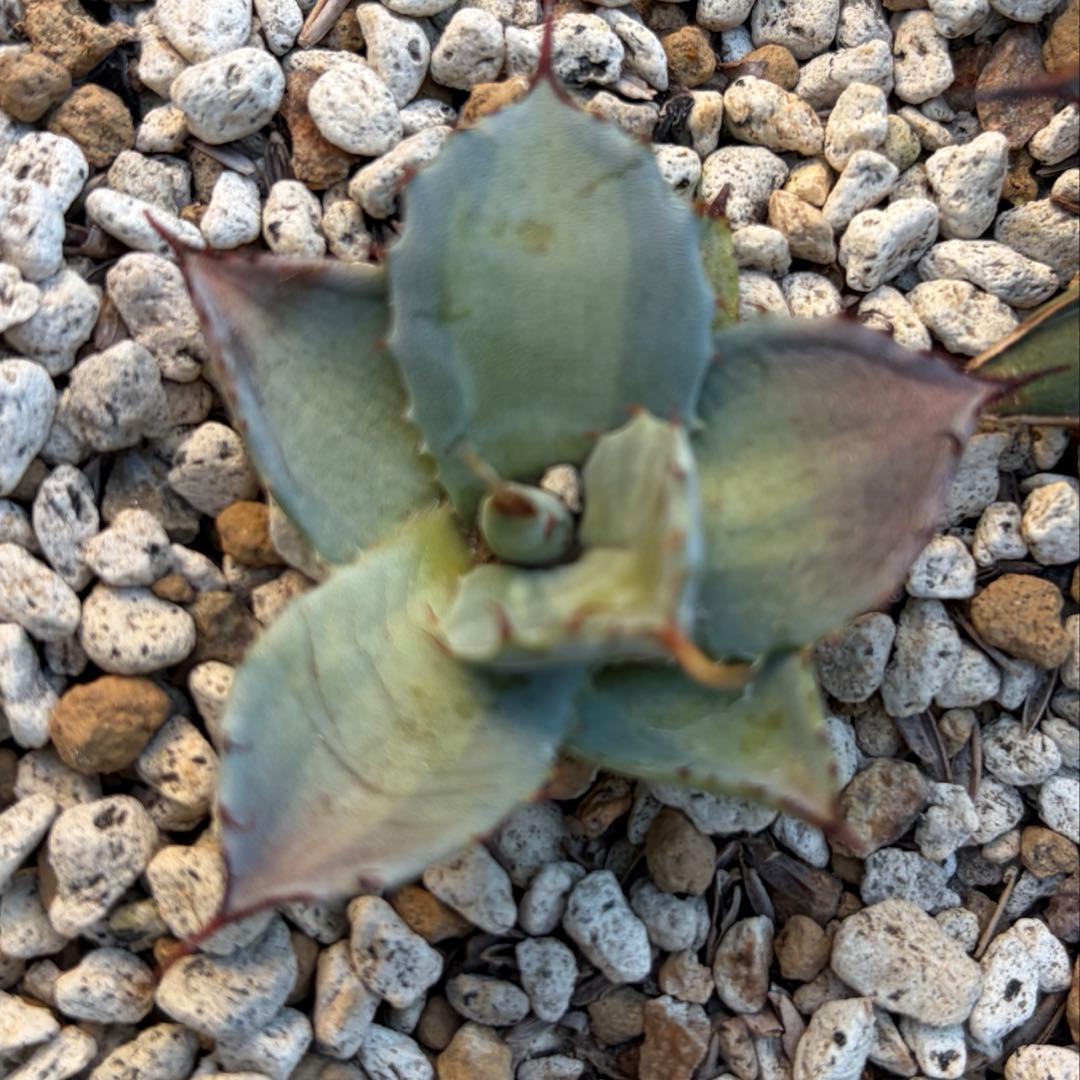 アガベ　激レア　パリートランカータ中斑　ジャックポット