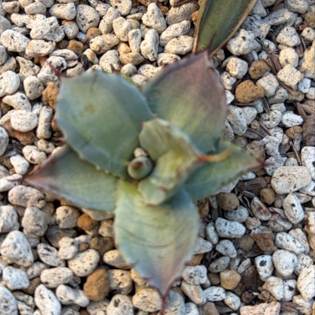 アガベ　激レア　パリートランカータ中斑　ジャックポット