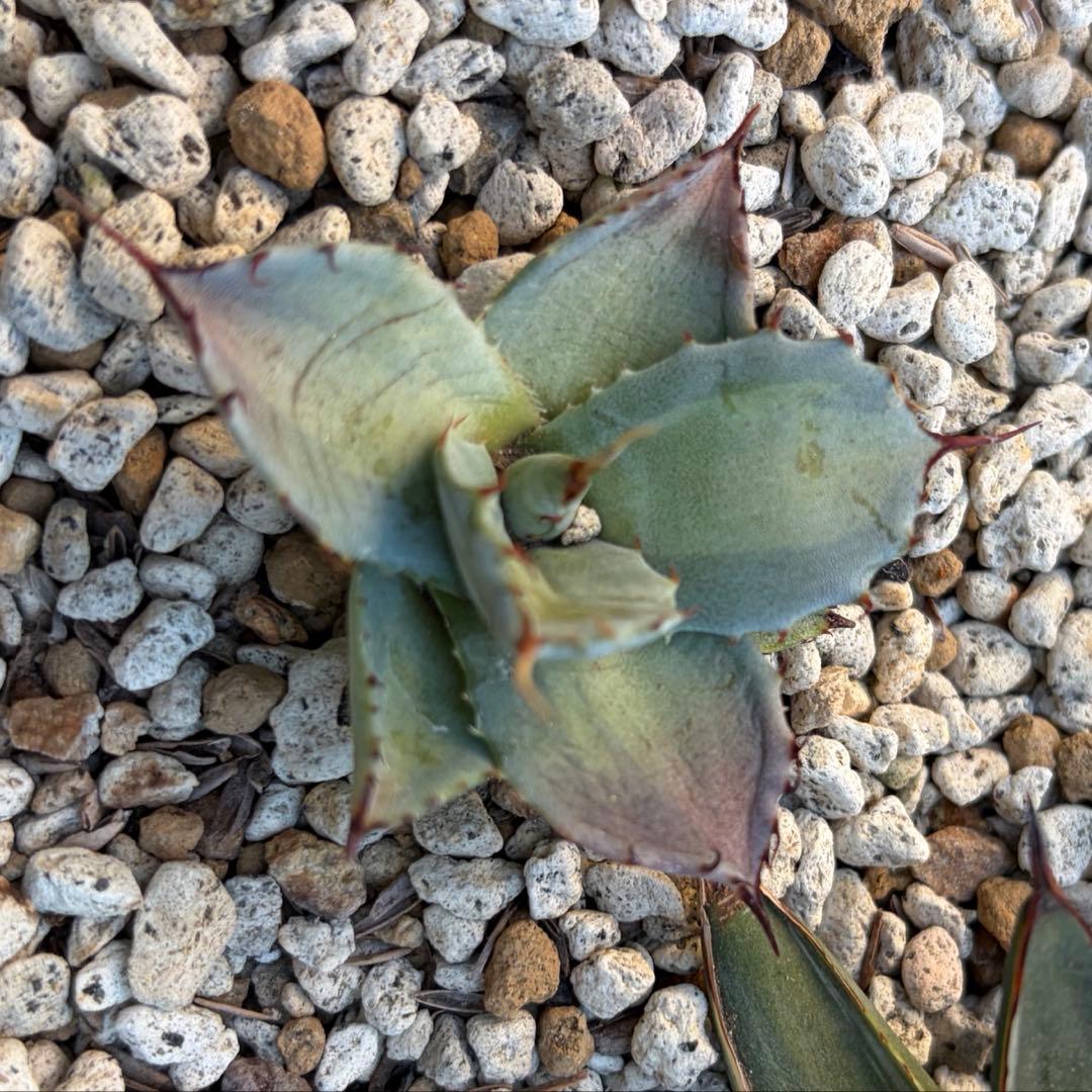 アガベ　激レア　パリートランカータ中斑　ジャックポット