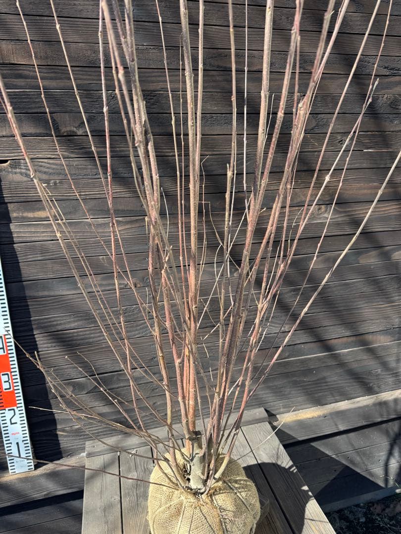 カツラ（桂）本株立ち【現品発送】管理 80050