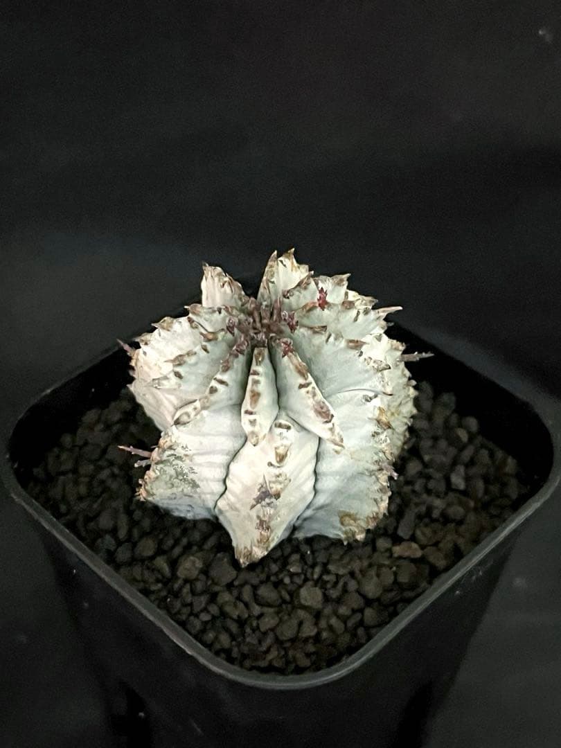 翠*緑様 ユーフォルビア ホリダ スーパーホワイト 極白 SSSランク カキ子