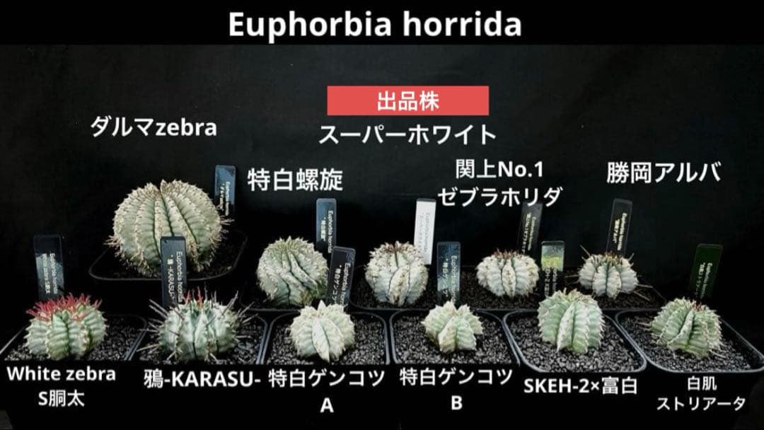 翠*緑様 ユーフォルビア ホリダ スーパーホワイト 極白 SSSランク カキ子