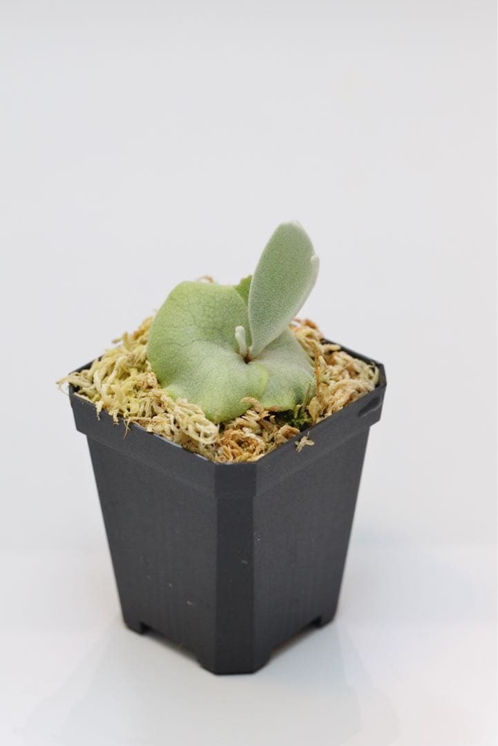 ビカクシダ P.Willincky Gabriel