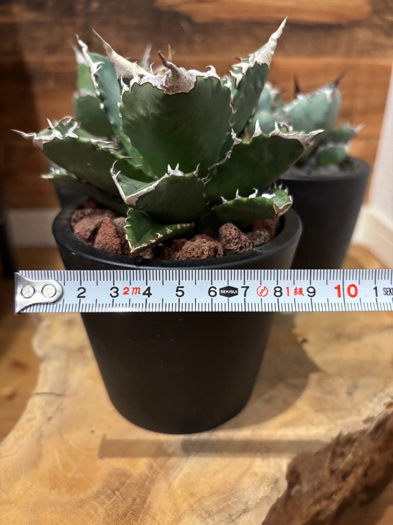 アガベ 白火焔 SAD 南アフリカダイアモンド BB ３点セット