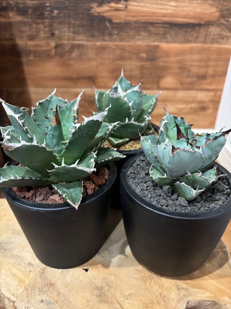 アガベ 白火焔 SAD 南アフリカダイアモンド BB ３点セット