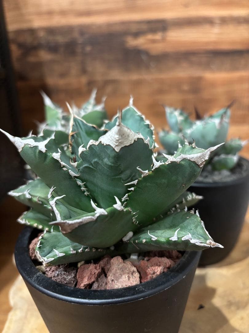 アガベ 白火焔 SAD 南アフリカダイアモンド BB ３点セット