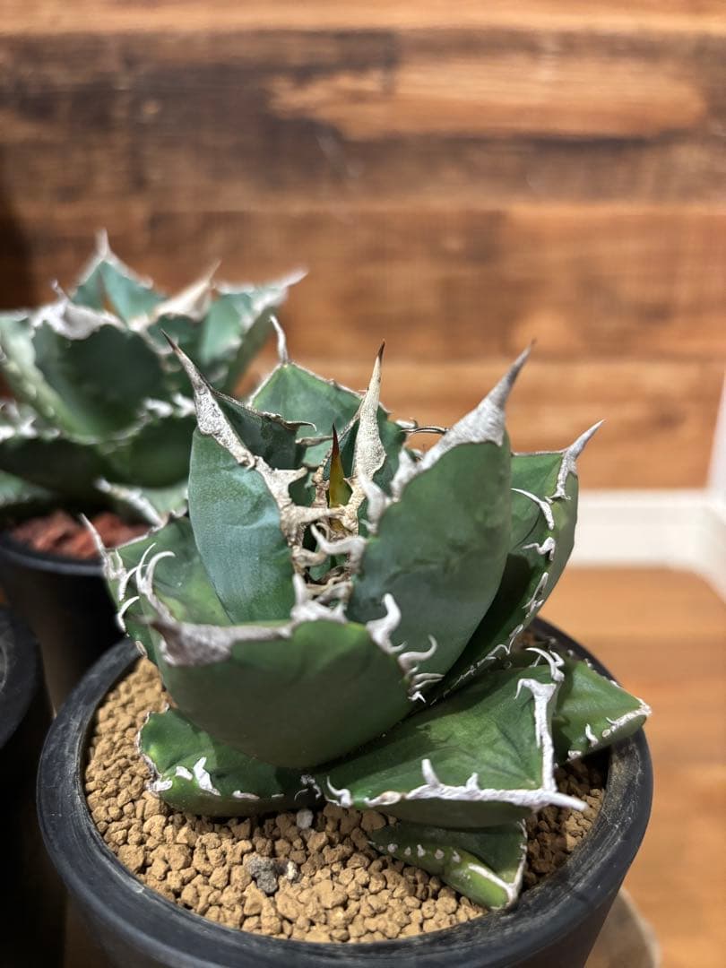 アガベ 白火焔 SAD 南アフリカダイアモンド BB ３点セット