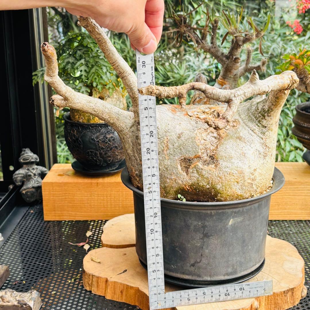 短期間限定超特価！ 特大 パキポディウム グラキリス カタチ製作所 現地株