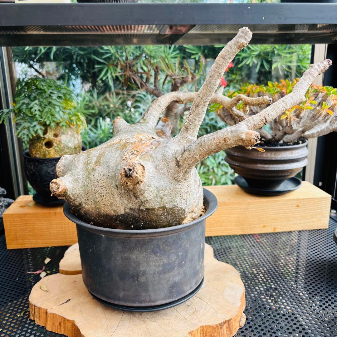 短期間限定超特価！ 特大 パキポディウム グラキリス カタチ製作所 現地株