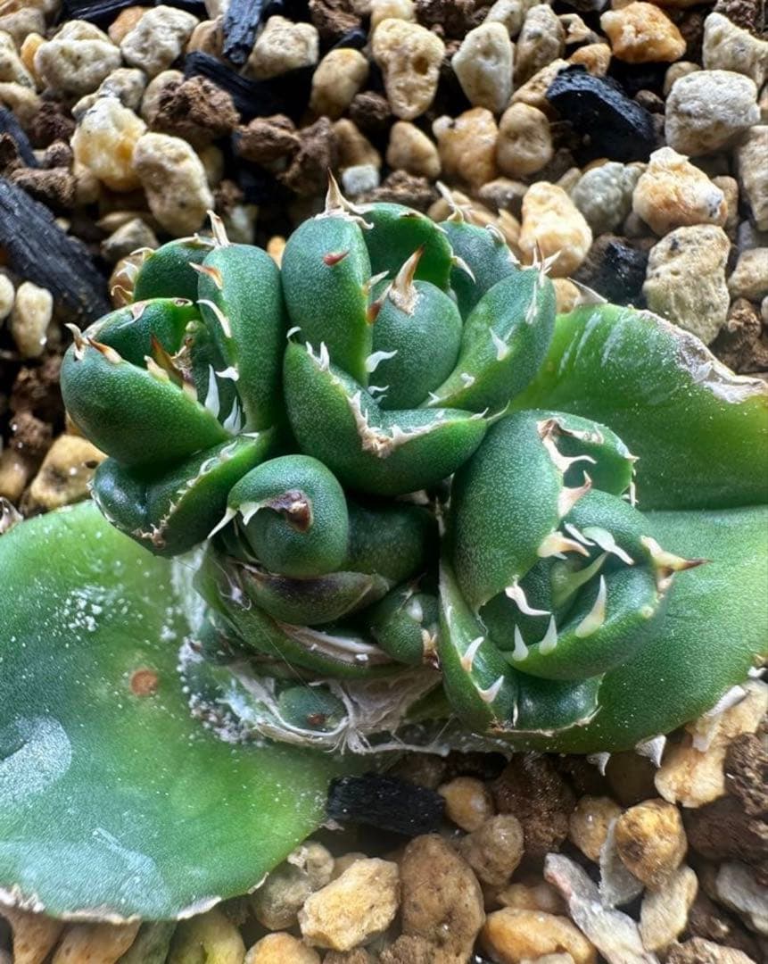 亀*ん様 アガベ　達磨　dennis000 発根済み子株