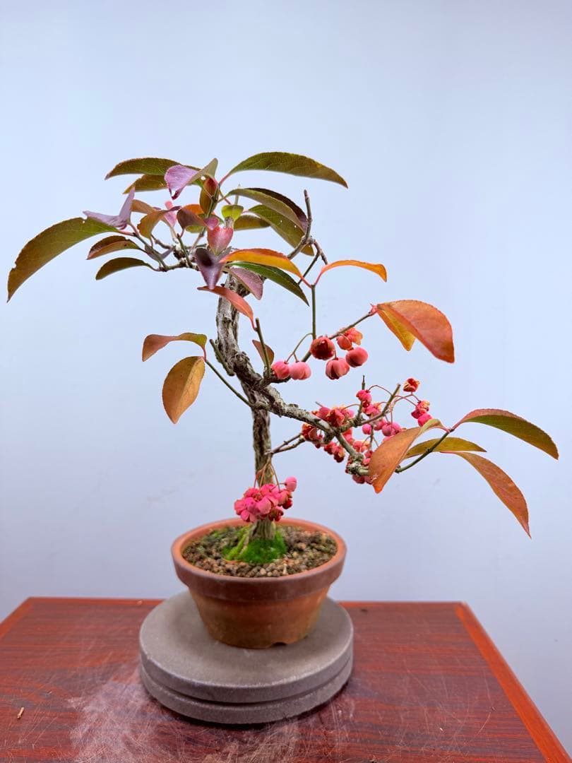 【ガチ盆栽】真弓　マユミ　文人幹