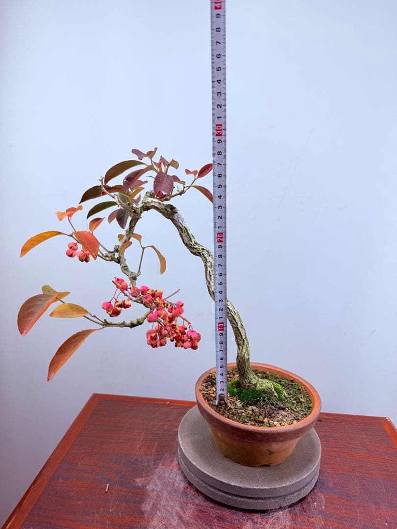 【ガチ盆栽】真弓　マユミ　文人幹