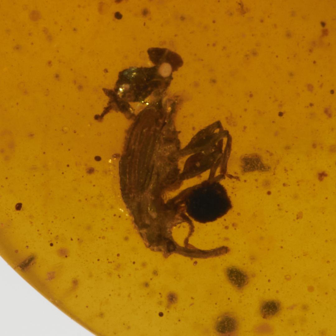 レア極上品 pa0010虫入り琥珀化石　ミャンマーカムティかタナイ9900万年前