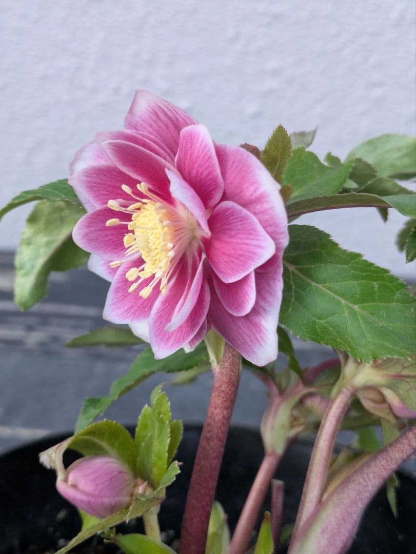 【広瀬園芸】クリスマスローズ　ソレイユ系dd整形花