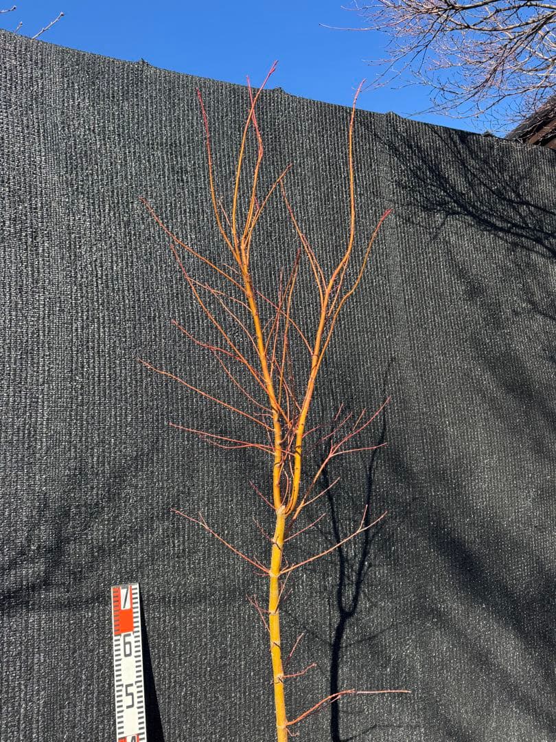 カツラモミジ　大株　【品番3520】