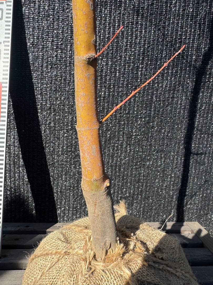 カツラモミジ　大株　【品番3520】